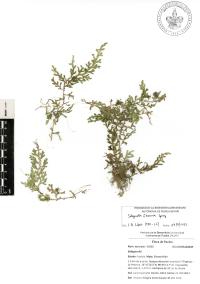 Selaginella flexuosa image